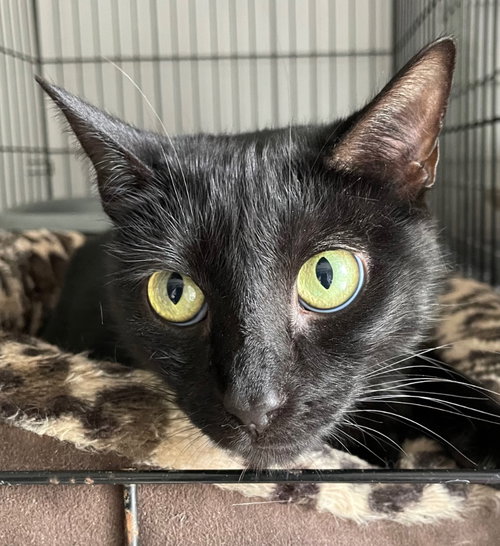 JANE BENNET - Domestic Short Hair available for adoption