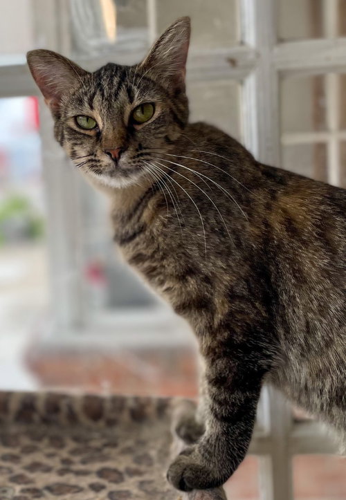 KATE - Domestic Short Hair available for adoption