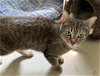 adoptable Cat in , IN named Lizzy Bennet