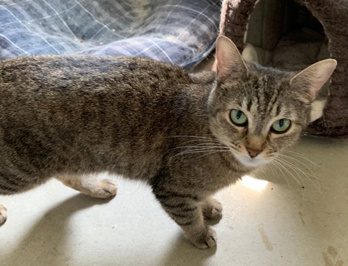 LIZZY BENNET - Domestic Short Hair available for adoption