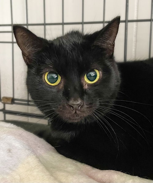 MARY BENNET - Domestic Short Hair available for adoption
