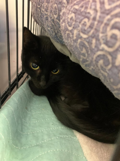 MARY BENNET - Domestic Short Hair available for adoption
