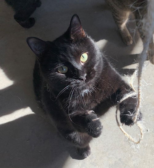 picture of the cat needing adoption