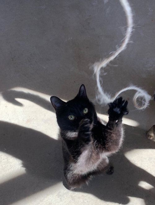 DARCY - Domestic Short Hair available for adoption