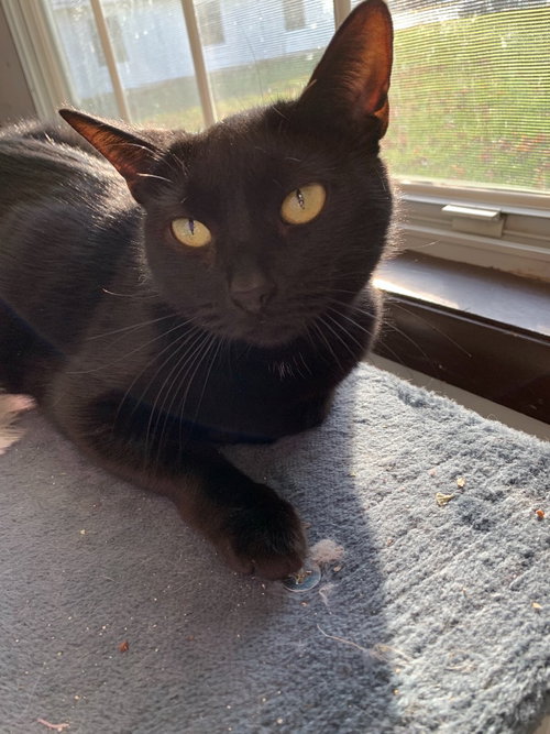 KITTY BENNET - Domestic Short Hair available for adoption