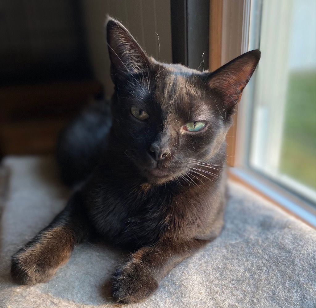 adoptable Cat in Portland, IN named Sassy Pants