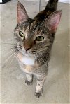 adoptable Cat in portland, IN named KiKi