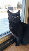 adoptable Cat in portland, IN named Devlin