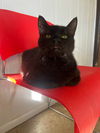 adoptable Cat in portland, IN named Slash