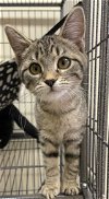 adoptable Cat in portland, OR named Daphne