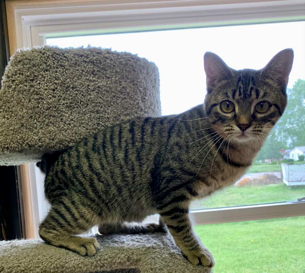 adoptable Cat in Portland, IN named Daphne
