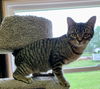 adoptable Cat in portland, IN named Daphne