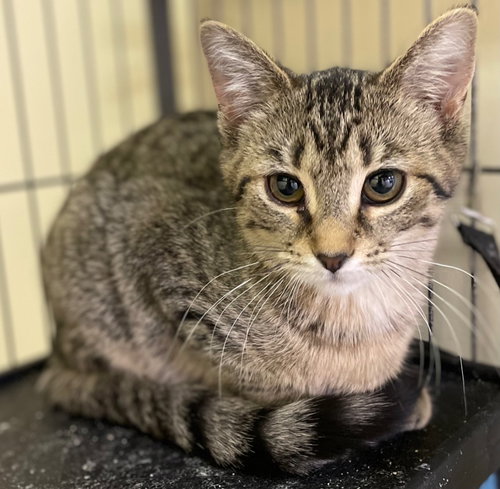 ELOISE - Domestic Short Hair available for adoption