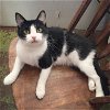 adoptable Cat in portland, OR named Junie B Jones