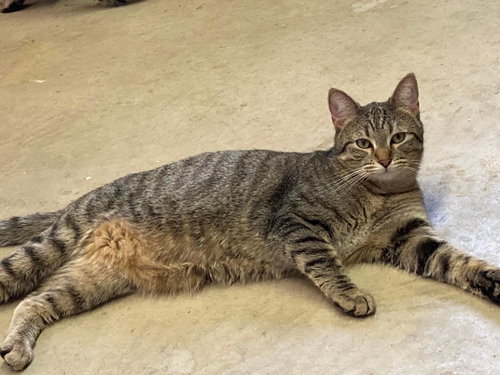 ZURI - Domestic Short Hair available for adoption