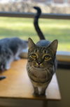 Zuri - Photo 2