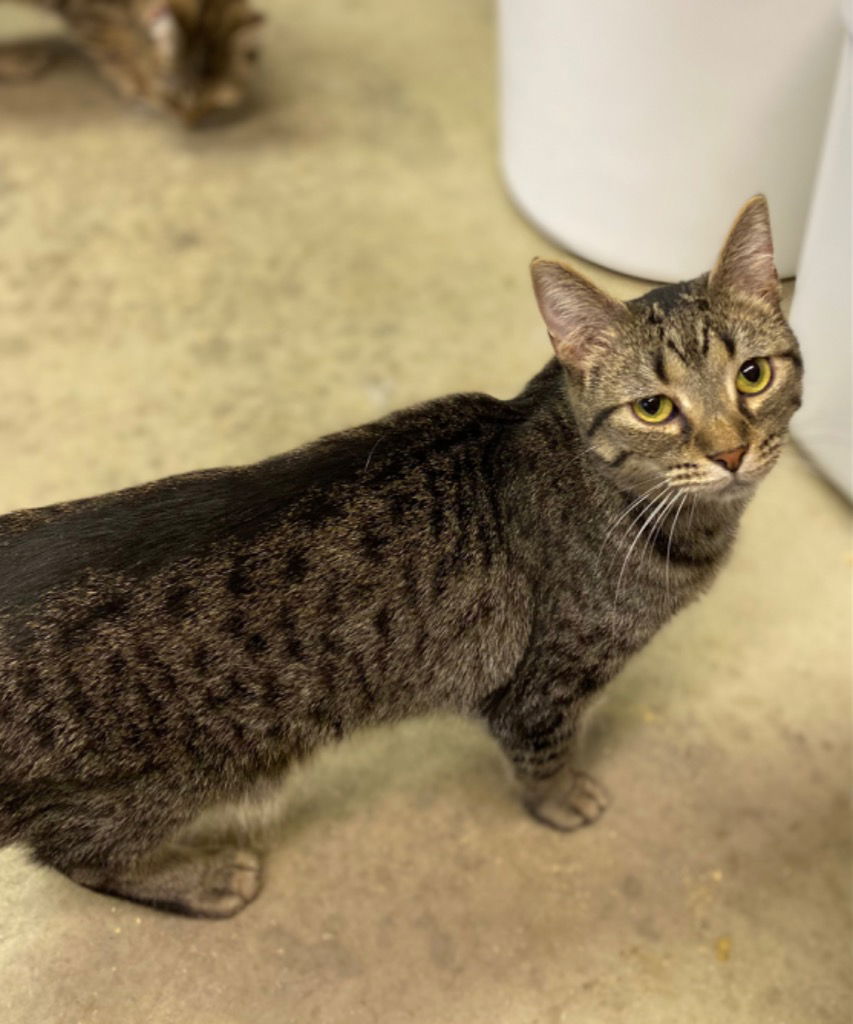 adoptable Cat in Portland, IN named Stormy