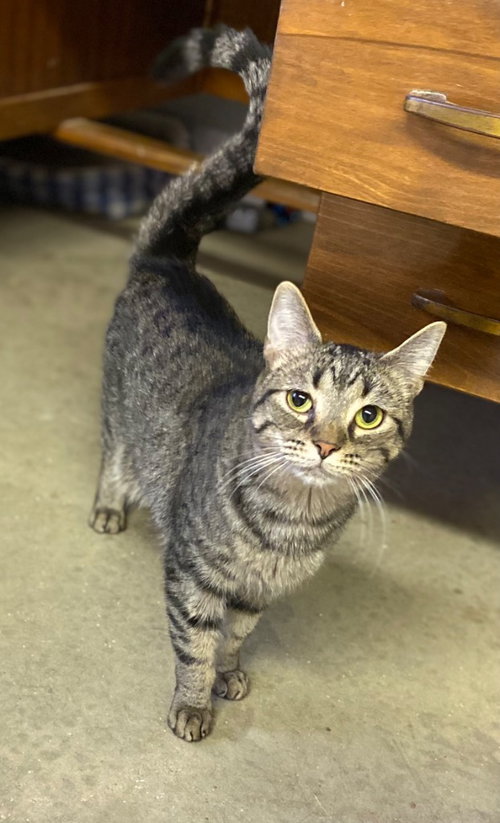 STORMY - Domestic Short Hair available for adoption