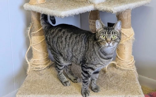 VENUS - Domestic Short Hair available for adoption