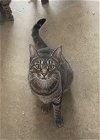 adoptable Cat in portland, IN named Venus