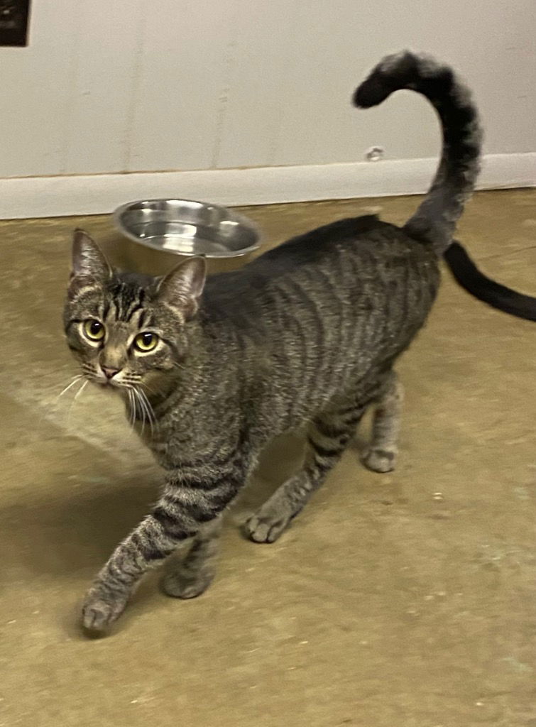 adoptable Cat in Portland, IN named Venus