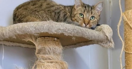 ORION - Domestic Short Hair available for adoption