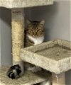 adoptable Cat in portland, OR named Orion