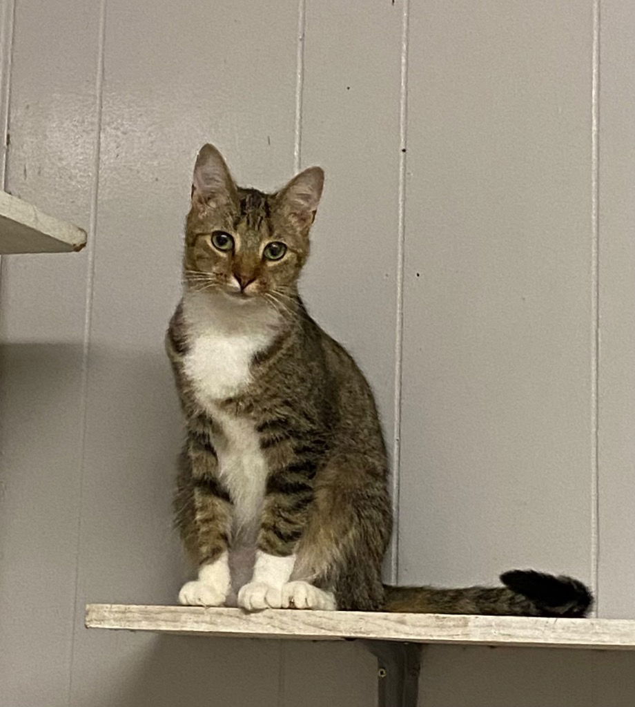 adoptable Cat in Portland, IN named Orion