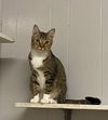 adoptable Cat in portland, IN named Orion