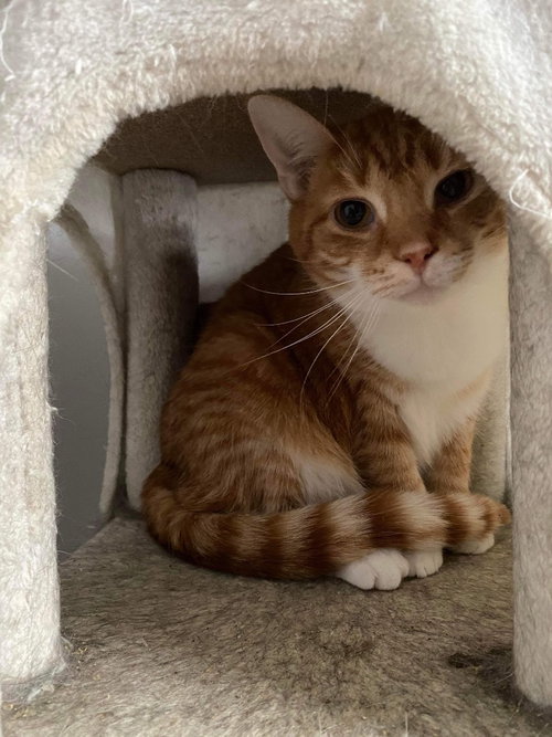 JUPITER - Domestic Short Hair available for adoption