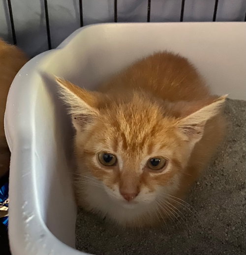 JUPITER - Domestic Short Hair available for adoption