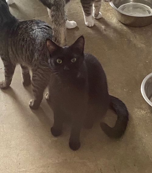 BLONDIE - Domestic Short Hair available for adoption