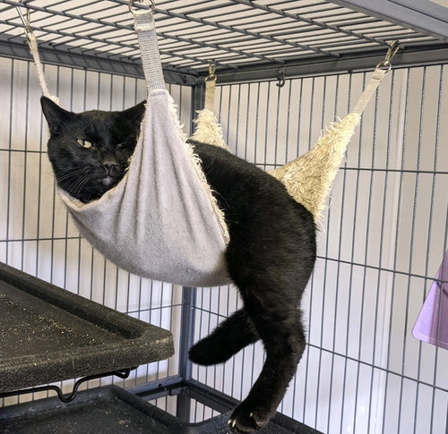 picture of the cat needing adoption