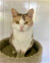 adoptable Cat in portland, OR named Annie