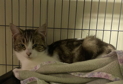 FIONA - Domestic Short Hair available for adoption
