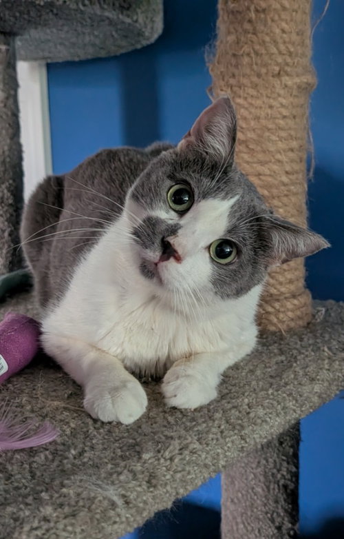 BENNY - Domestic Short Hair available for adoption