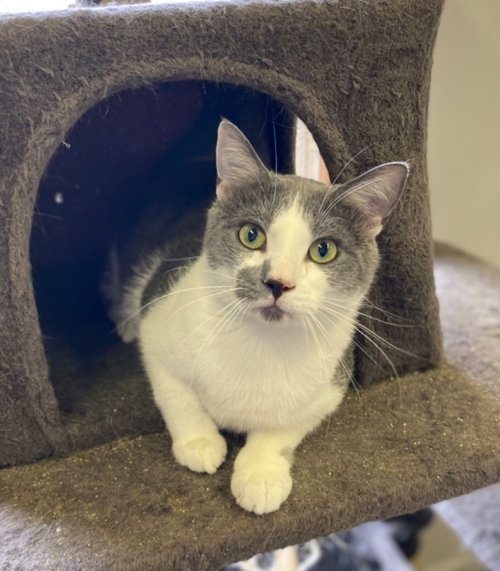BENNY - Domestic Short Hair available for adoption