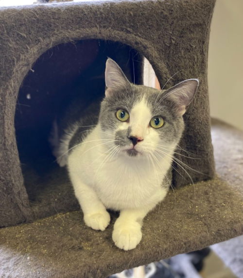 picture of the cat needing adoption