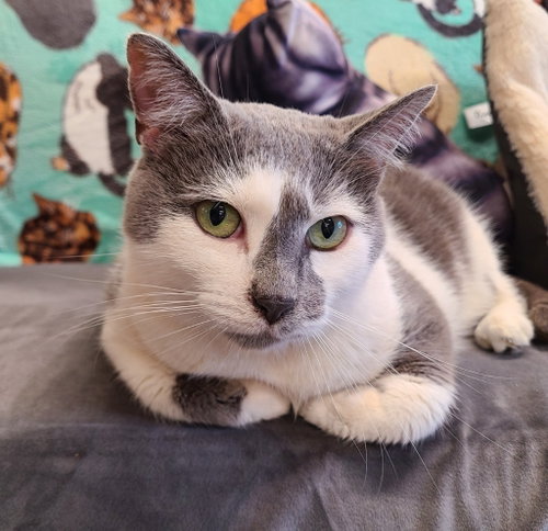 Misty, a cat for adoption from Midwest Pet Refuge