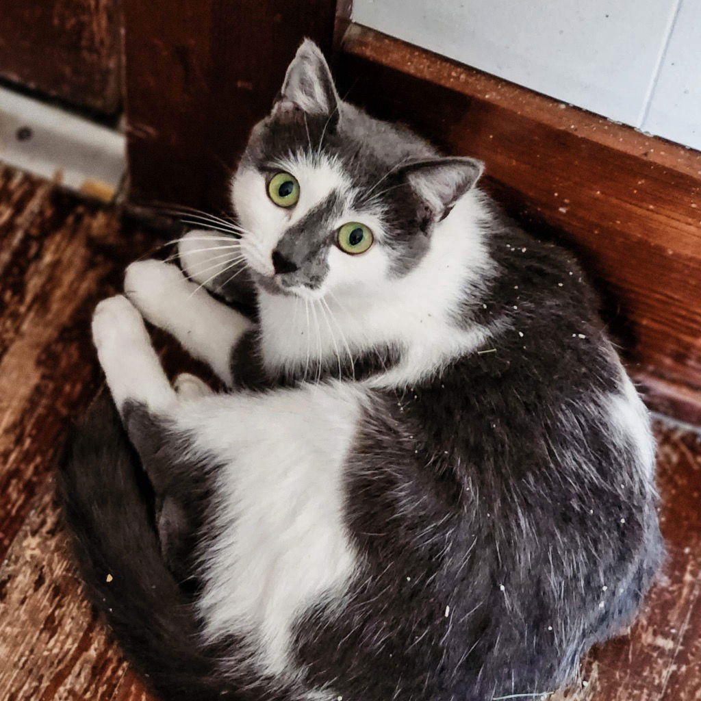 adoptable Cat in Portland, IN named Misty