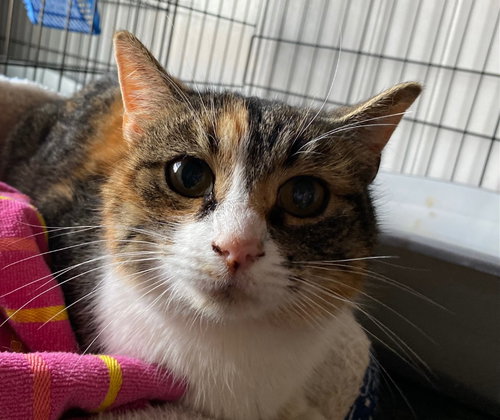PORCHE - Domestic Short Hair available for adoption