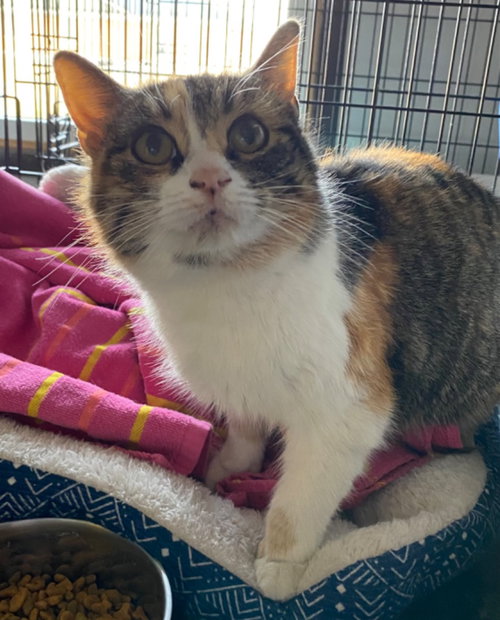 PORCHE - Domestic Short Hair available for adoption