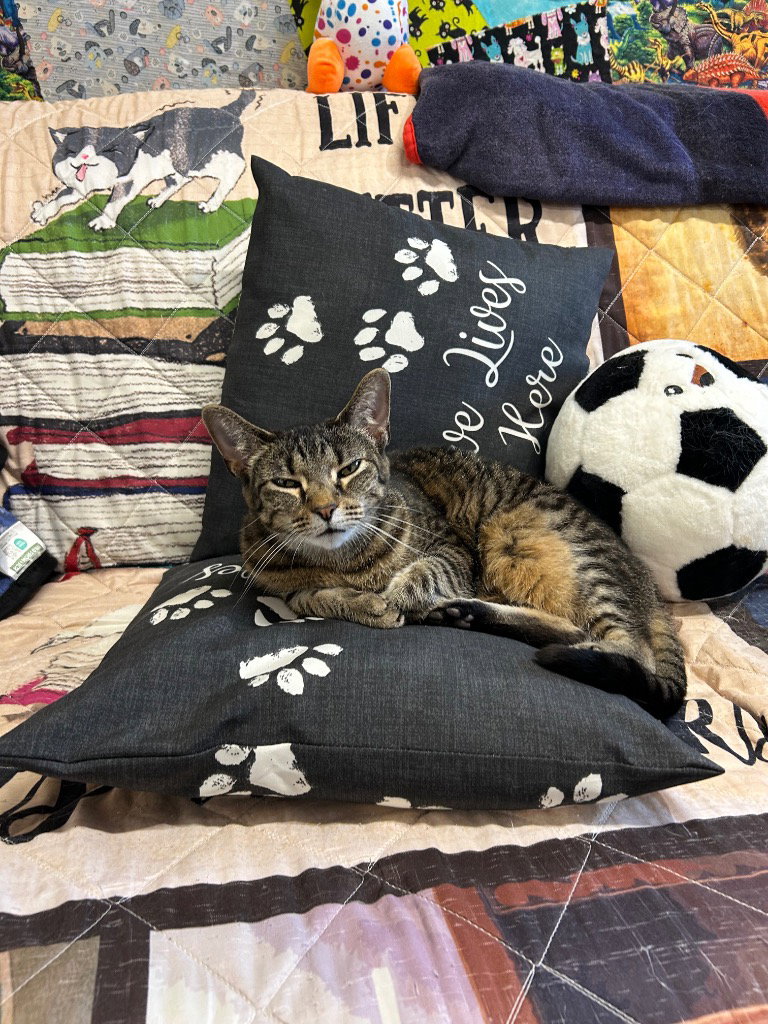 Izzy, photo 3