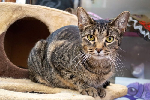 IZZY - Domestic Short Hair available for adoption