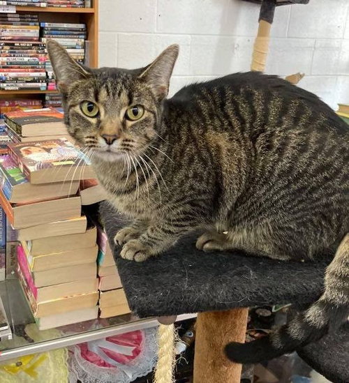 IZZY - Domestic Short Hair available for adoption