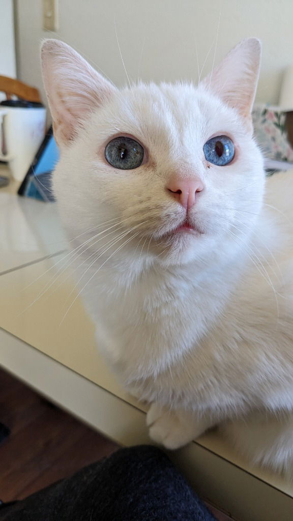 adoptable Cat in Portland, IN named Caveman