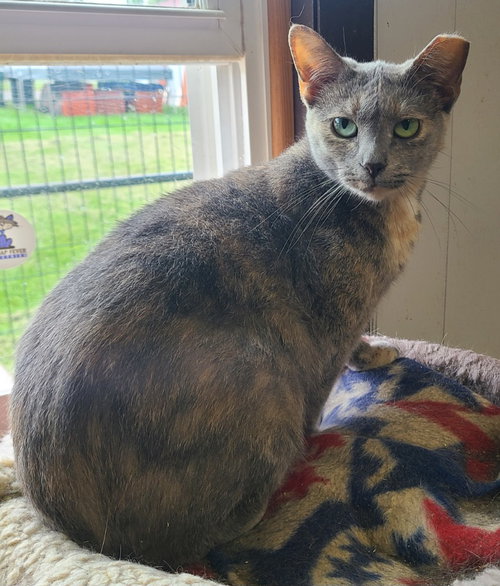 Opal, a cat for adoption from Midwest Pet Refuge