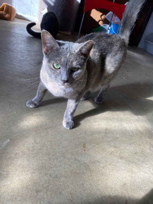 Photo 4 of Opal