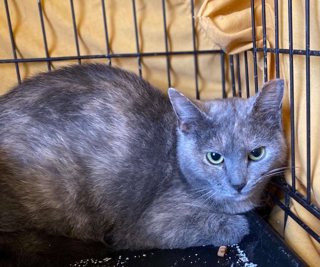 adoptable Cat in Portland, IN named Opal