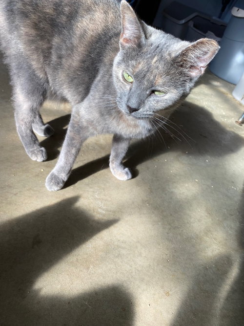 OPAL - Domestic Short Hair available for adoption